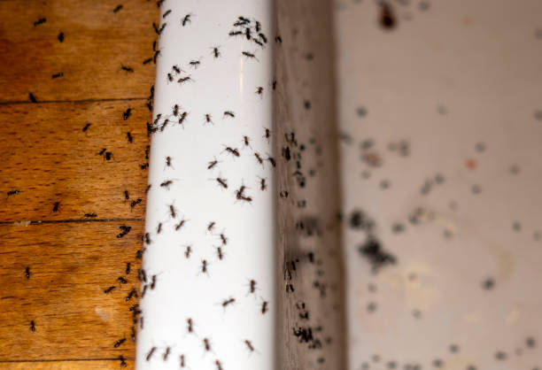 Best Pest Removal Services  in Woodmore, MD