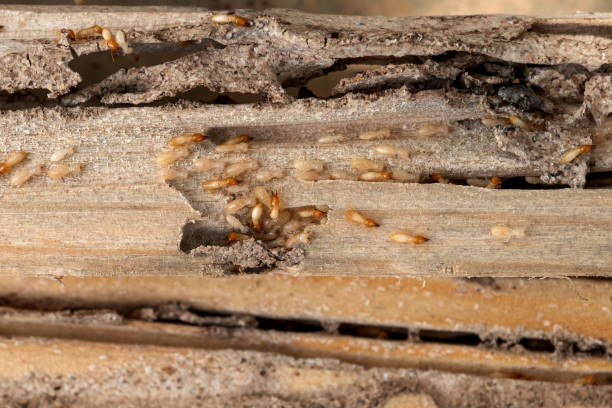 Best Residential Pest Control  in Woodmore, MD